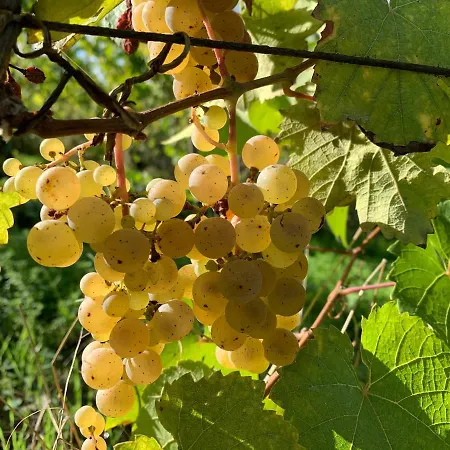 Nyaraló Zur Alten Rebe Und Weingut *