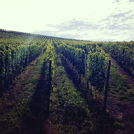 Zur Alten Rebe Und Weingut コンツ