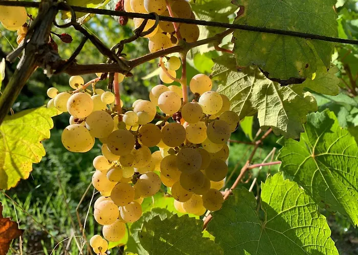 Vakantiehuis Zur Alten Rebe Und Weingut *