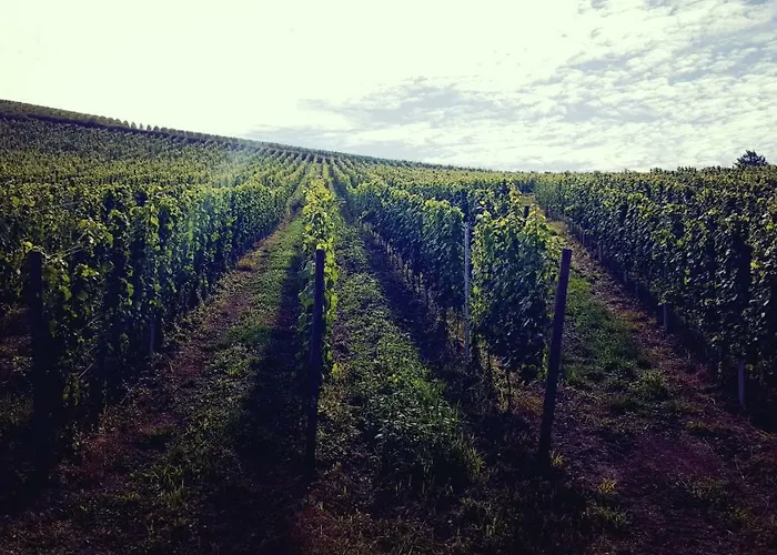 Zur Alten Rebe Und Weingut Konz